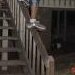 Hugo deLeon hittin a Frontside on the back porch